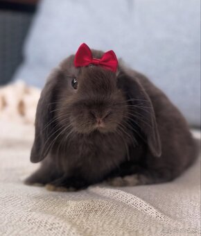 🐰 MINILOP KRÁLIK - 3