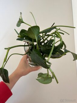 monstera standleyana - 3