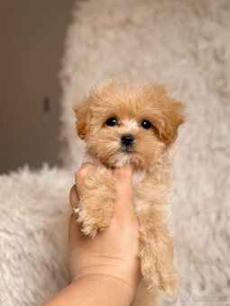 Mini Maltipoo - 3