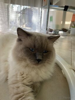 Krytie - Ragdoll s PP - 3