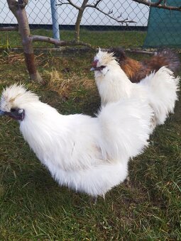 Predám bielych kohútov hodvábničky - 3