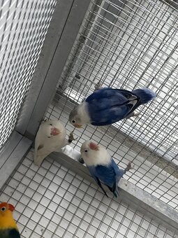 Agapornis Fischer - 3