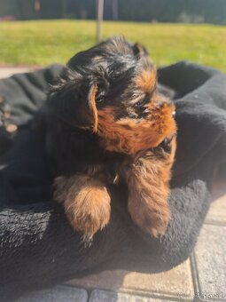 Yorkshire terrier - 3