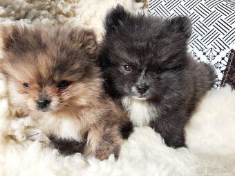 Nemecký spic pomeranian - 3