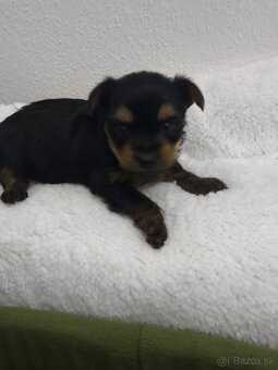 Mini Yorkshire terrier - 3