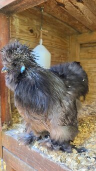 Hodvábničky USA - kohútik - 3