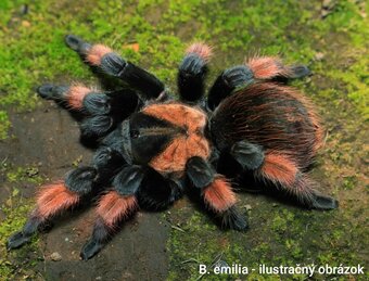 Vtáčkare, tarantuly, pavúky - 3