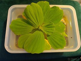 Veľká plávajúca Pistia ako úkryt pre malé rybky krevetky - 3