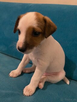 Šteniatko Jack Russel terier - 3