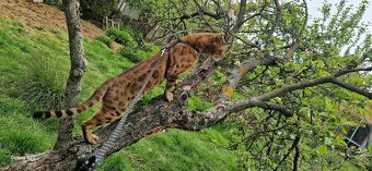 Bengalsky kocurik na krytie - 3