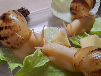 Africký slimáci Lissachatina  reticulata albinobody - 3