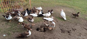 Činské pižmové kačice - 3