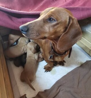 Jazvečík štandard   šteniatka - 3