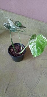 Monstera variegata - 3