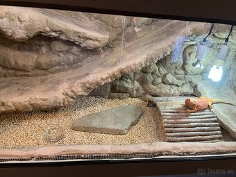 Agama bradatá + terárium - 3