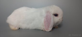 Mini Lop - 3