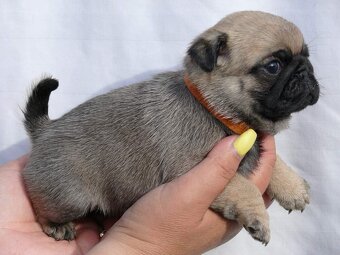 Mops - Štěňátka - 3