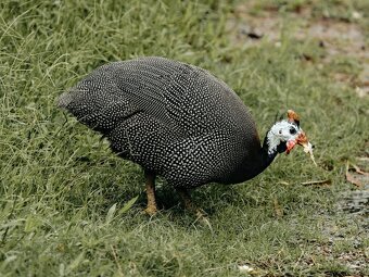 Domáce PERLIČIE vajcia z voľného výbehu - 3