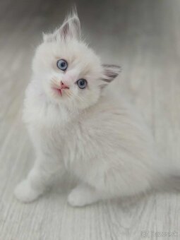Ragdoll mačiatka - 3