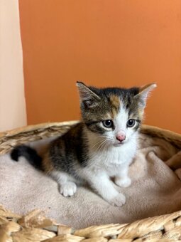 Roztomilé mačiatka hľadajú domov – zdarma - 3
