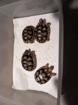 Predam malé suchozemske korytnačky testudo marginata - 3