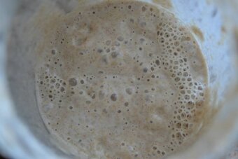 kvások lievito madre - 3