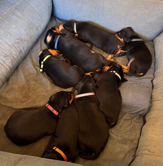 Doberman - šteniatka - 3