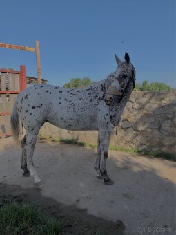 Appaloosa kobylka - 3