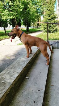 Bulterier x americký pitbull teriér - 3