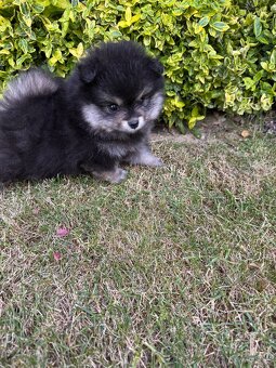 Špic Pomeranian Čierno pálená fenka - 3