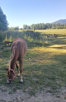 Predám pony kobylku 2rocnu kľudnej povahy - 3