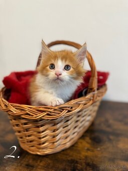 Mainská mývalia mačka / Maine coon mačiatka - 3