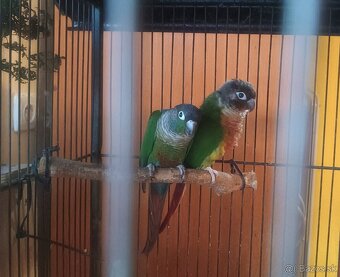 Pyrura zelenolíca - 3