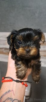 Yorkshirsky terier - 3