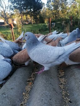 Poľský Rys Strieborný šupinatý - 3