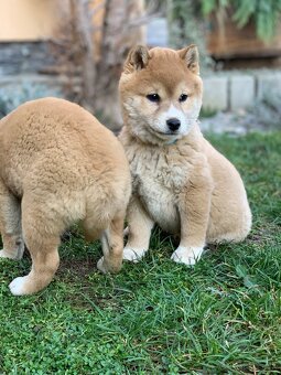 Shiba inu - 3