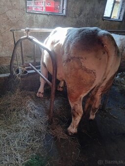 Byk chatolais - 3