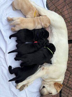 Labrador retriever - 3