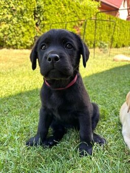 Labrador retriever - 3