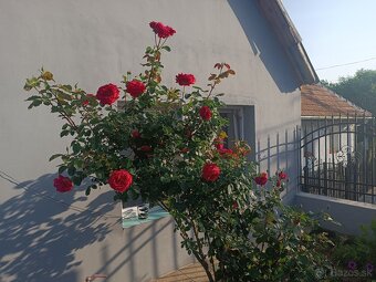 Na predaj - 3