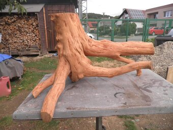 samorast koreňový - 3