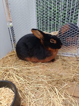 Samec Ohnivák čierny - 3