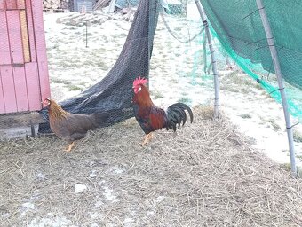 Predám kohúta Vlašky Jarabičej - 3