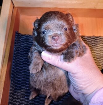 Šteniatka pomeranian špica čokoládové - 3