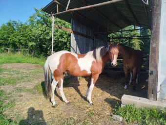 APH paint horse valach - 3