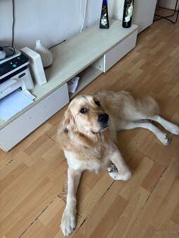 Zlaty retriver - 3