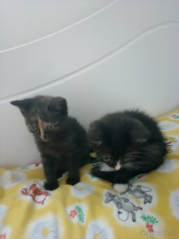 Darujem mačiatka - 3