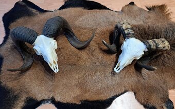 Trofeje, baran a cap - 3