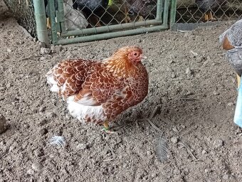 Wyandotkak zdrobnela - 3