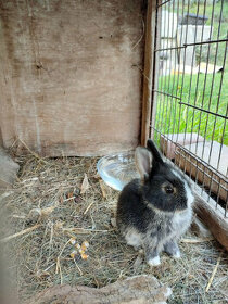 Predám králiky - holandský králik, bielopesíkatý čierny - 3
